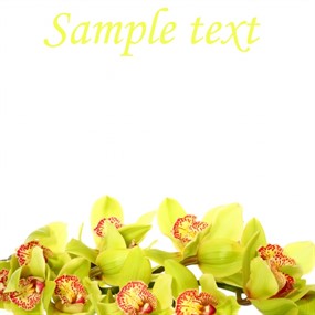 青绿色兰花图片下载